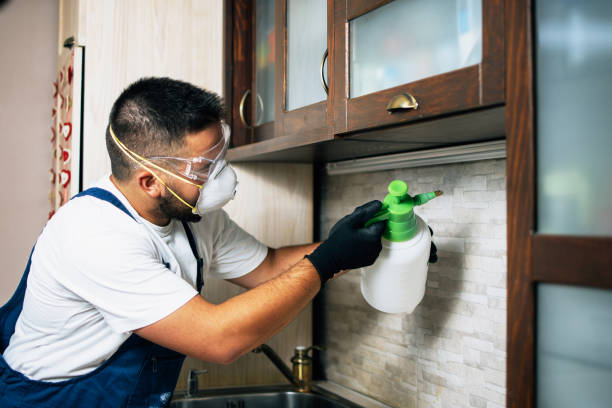 Best Termite Control Services  in Heber, CA