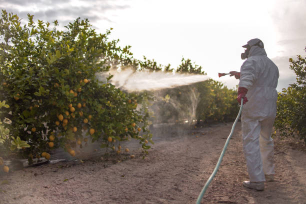Best Spider Control Near Me  in Heber, CA