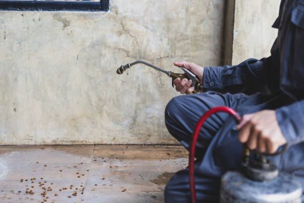 Best Local Pest Control Services  in Heber, CA